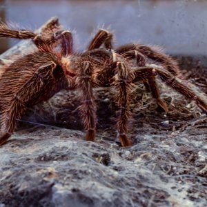 Vogelspinne
